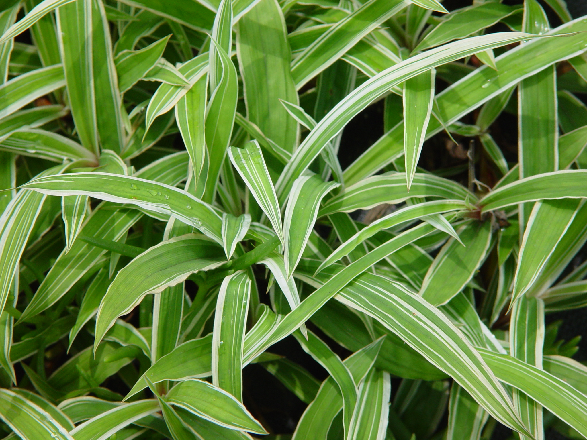 Carex okamotoi 'Variegata'